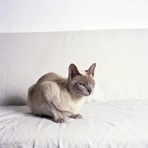 Siamese: Siamese cat with white background