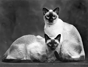 Siamese: TWO SIAMESE CATS 1949