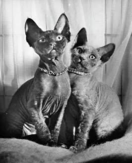 Siamese: Two Siamese cats