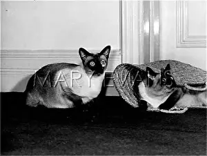 Secretes: SIAMESE CATS
