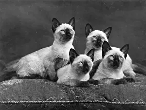 Siamese: FOUR SIAMESE CATS (B/W)
