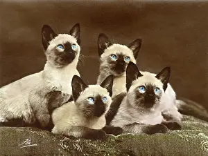 Siamese: FOUR SIAMESE CATS (COL.)