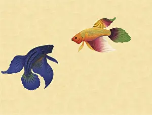 Siamese: Siamese Fighting Fish