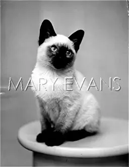Endearing: SIAMESE KITTEN