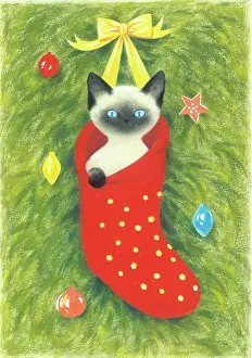 Rawlings: Siamese Kitten in a Christmas stocking