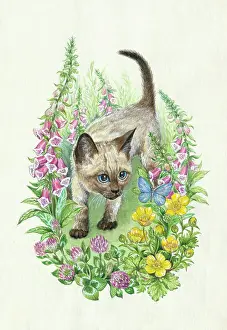 Buttercups: Siamese Kitten looking at a blue butterfly