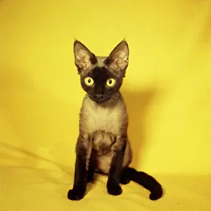 Siamese: Siamese kitten with yellow background