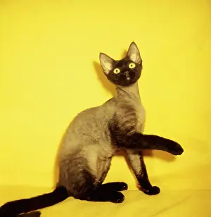 Siamese: Siamese kitten with yellow background