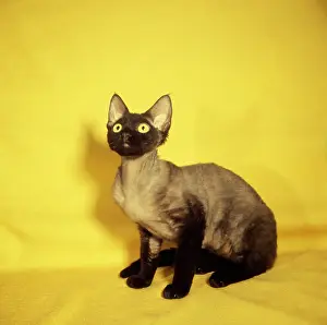 Siamese: Siamese kitten with yellow background