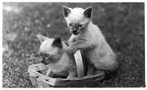 Siamese: SIAMESE KITTENS & BASKET