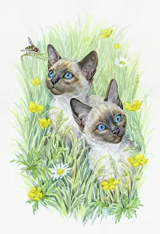 Buttercups: Two Siamese Kittens with buttercups & daisies