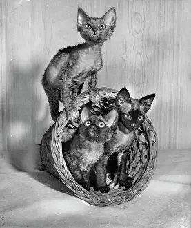 Siamese: Three Siamese kittens with wastepaper basket