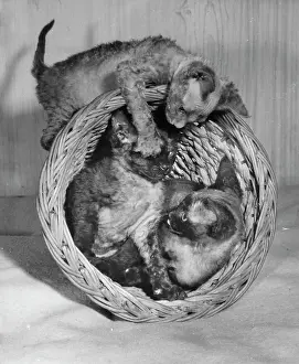 Siamese: Three Siamese kittens with wastepaper basket