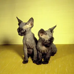 Siamese: Two Siamese kittens with yellow background