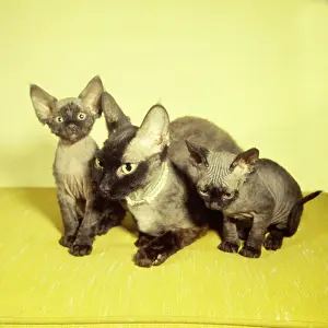 Siamese: Siamese mother cat and two kittens with yellow background