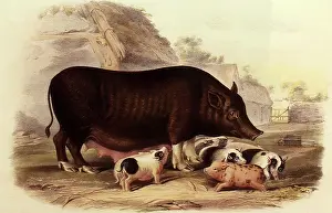 Siamese: Siamese Pig and Litter