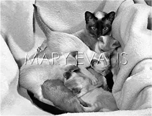Unruly: SIAMESE QUEEN & KITTENS