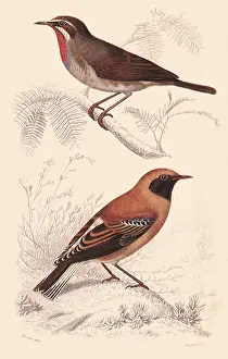 Calliope: Siberia Rubythroat and Desert Wheatear