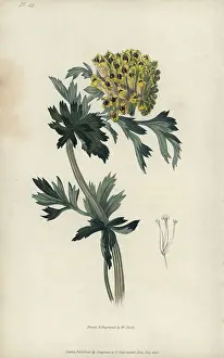 Nobilis: Siberian corydalis, Corydalis nobilis