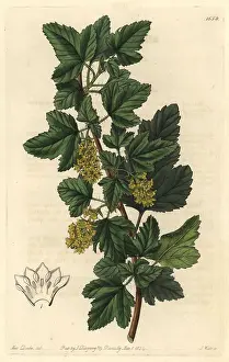 Currant: Siberian currant, Ribes orientale