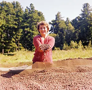 Kazantsev: Siberian dwarf pines in Tomsk