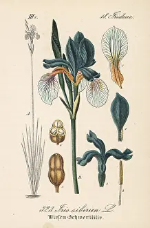 Schlechtendal: Siberian flag, Iris sibirica