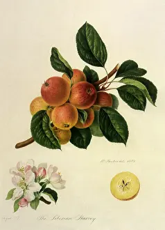 Cider: Siberian Harvey Cider Apples