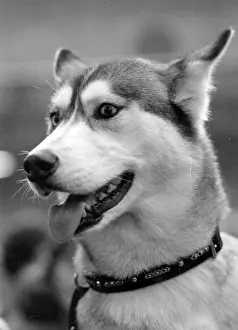 Siberian: SIBERIAN HUSKY 1974