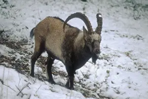 Krai: Siberian ibex, 1995