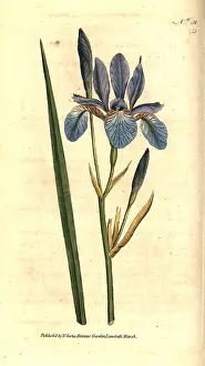 Sibirica: Siberian iris, Iris sibirica
