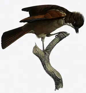 Jays: Siberian Jay, Perisoreus infaustus