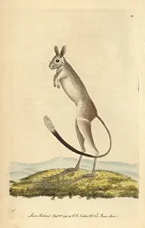Jerboa: Siberian jerboa, Allactaga sibirica