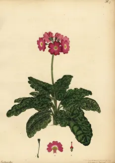Volume 1: Siberian primrose, Primula cortusoides