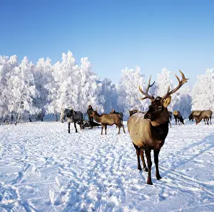 Altai: Siberian red deer in Altai Mountains, 1983