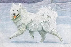 Samoyed: Siberian Reindeer Dog or Samoyed