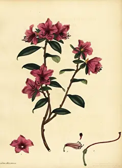 Volume 1: Siberian rhododendron, Rhododendron dauricum