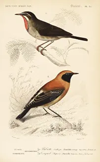 Travies: Siberian rubythroat and black-eared wheatear morph