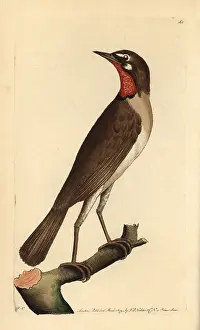 Calliope: Siberian rubythroat, Luscinia calliope