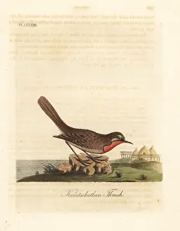 Calliope: Siberian rubythroat, Luscinia calliope