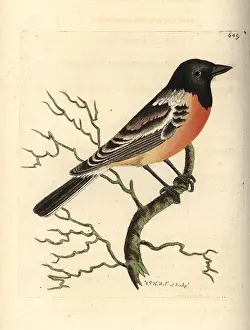 Maurus: Siberian stonechat, Saxicola maurus