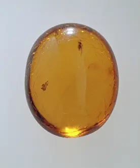 Oligocene: Sicilian amber