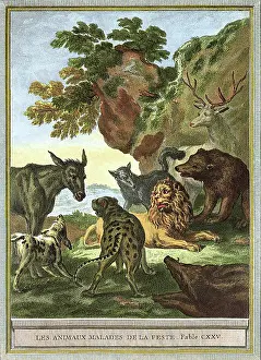 Congregate: Sick Animals