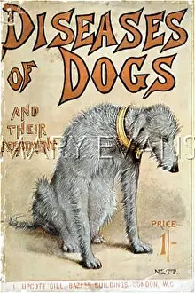 Deerhound: SICK DEERHOUND