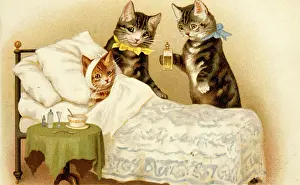 Bandaged: Sickbed scene with three cats