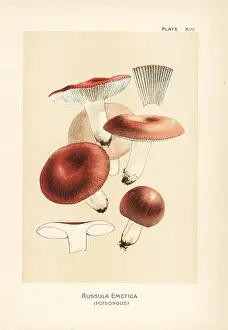 Mycology: The sickener, Russula emetica