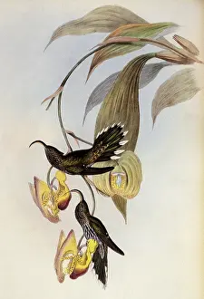 Aquila: Sickle Bill, Eutoxeres Aquila