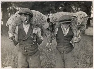 Sickly: SICKLY EWES