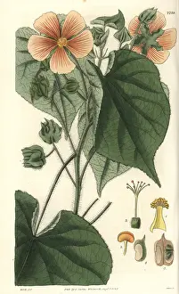Mollis: Sida mollis, soft-leaved sida with pale-orange