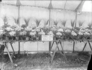 Sidcup: Sidcup & District Horticultural Show
