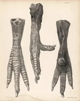 Strickland: Side, front and back of the leg of a dodo